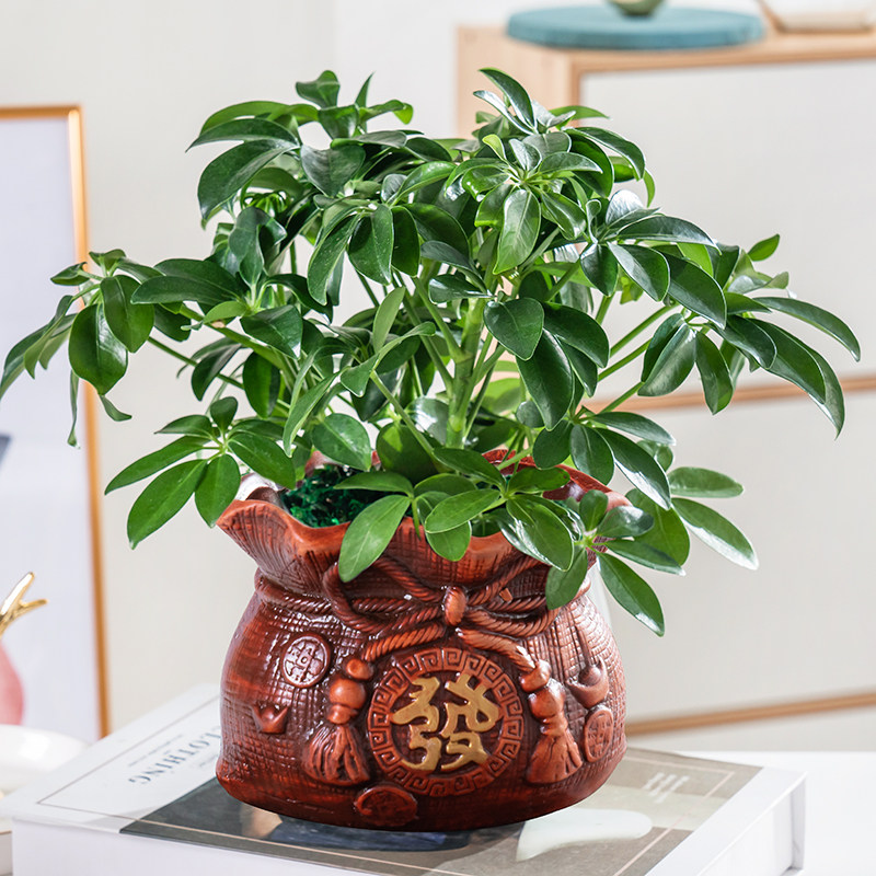 四季常青八方来财鸭脚木室内阳台桌面绿植盆栽花卉发财树招财树