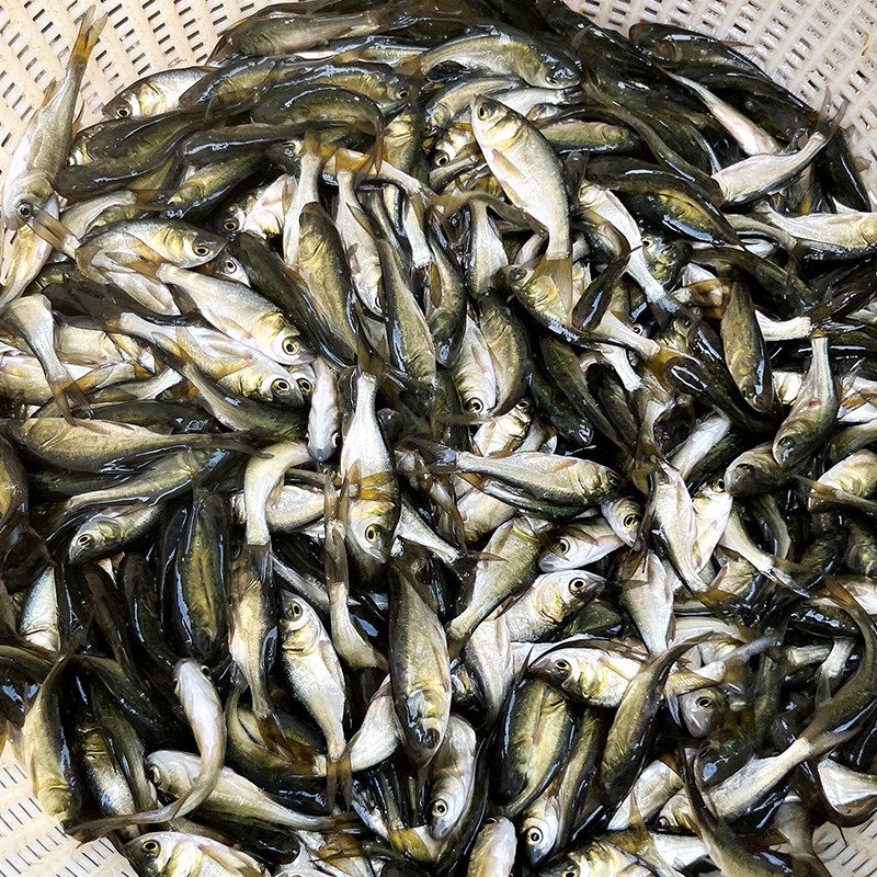 鱼苗花鲢胖头大头半斤一斤淡水养殖食用活鱼鱼