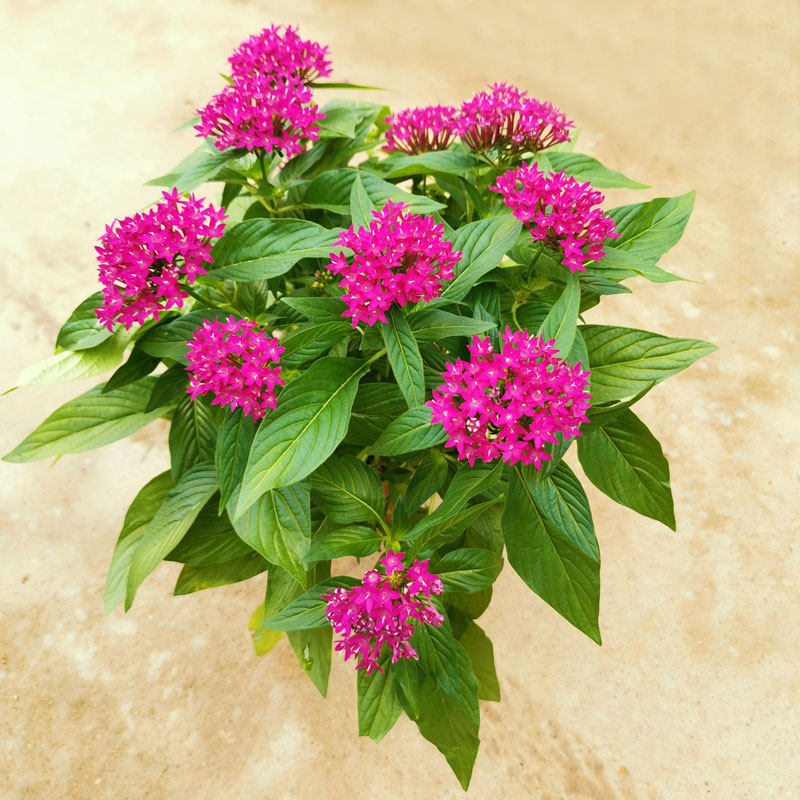 繁星花盆栽五星花阳台花园植物带花苞四季花卉耐热花园造景小花苗