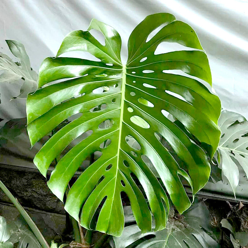 大叶欧风洞开甲醛绿植北欧龟背老桩真花客厅绿植