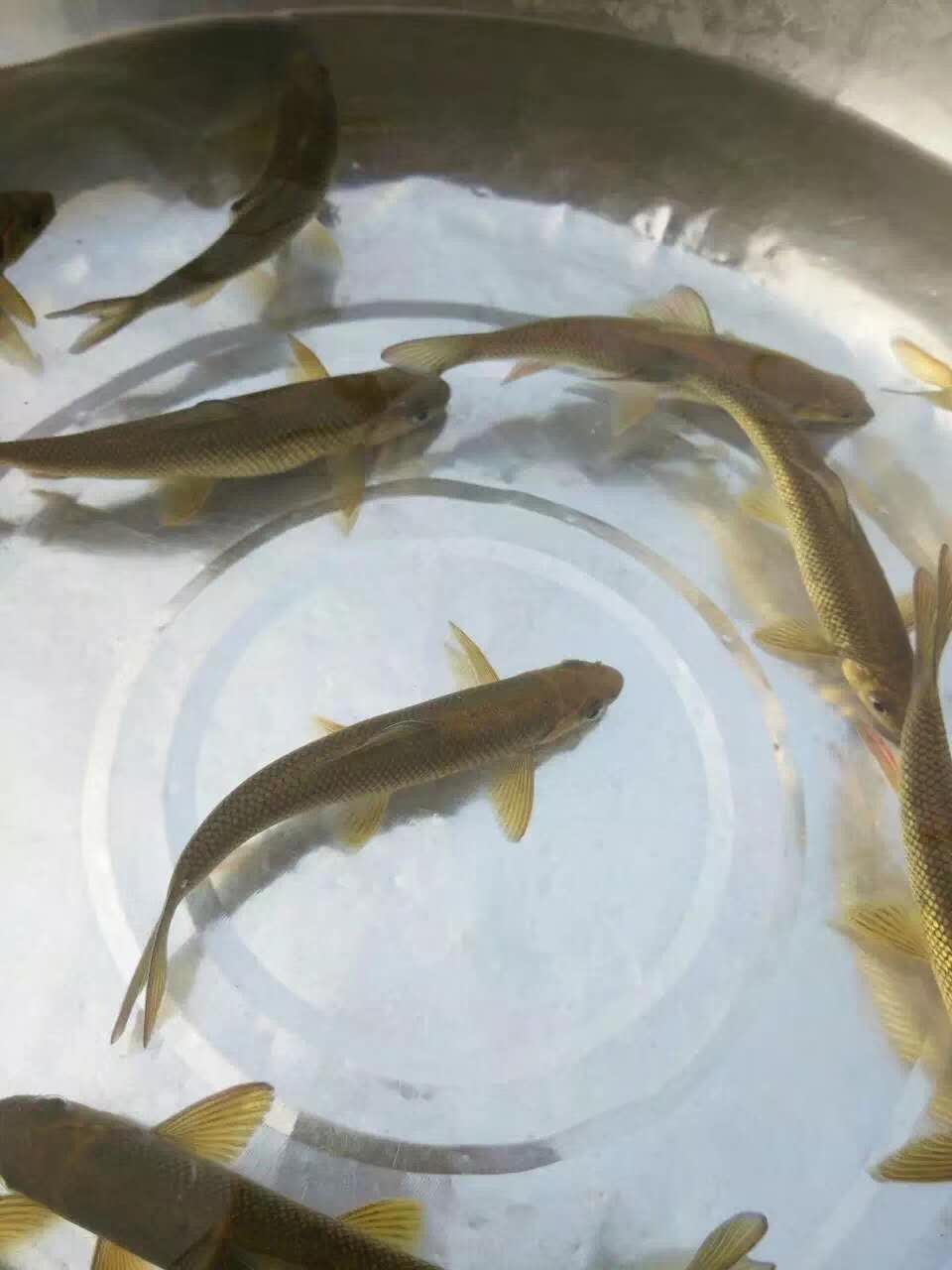 赤鳞泰山活体原生观赏鱼冷水鱼猛鱼稀有有鱼鱼苗鱼