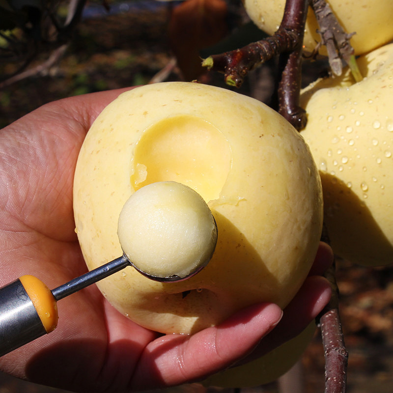 新鲜奶油白苹果冰糖心脆甜爆汁黄金牛奶富士烟台当季现摘5斤