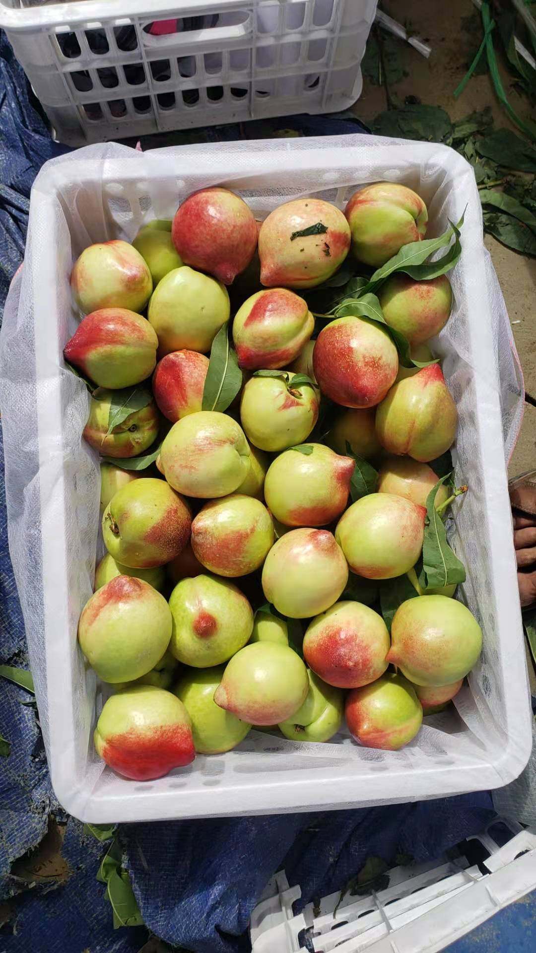 攀枝花米易露天山地油桃一点红特大3斤5斤包邮产桃