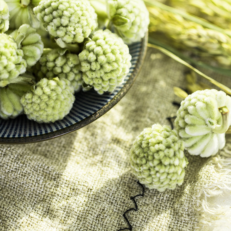 精选西藏野生绿萝花茶血压绿罗花降雪丽花结香500g高三养生茶将亚