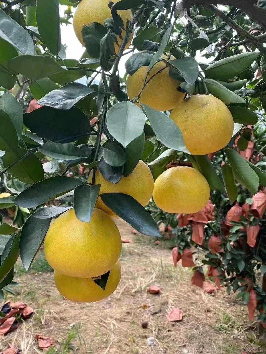 黄金爆汁葡萄柚新鲜采摘产地地直送礼佳品礼盒柚子