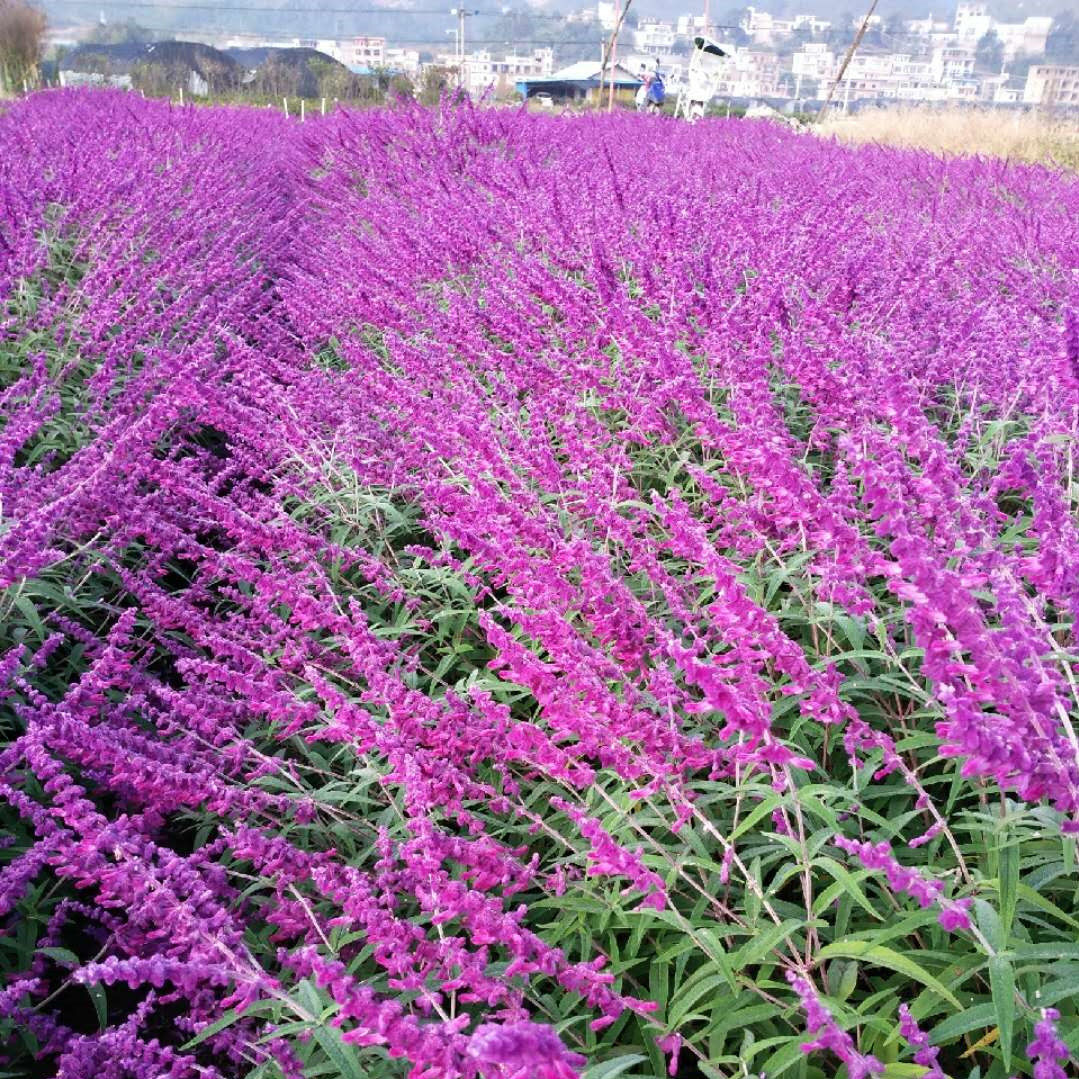 花卉墨西哥紫绒鼠尾草苗多年生草本庭院花园绿化时令草本花卉