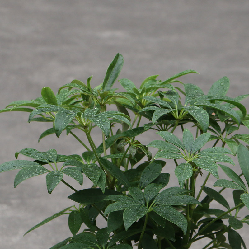 招财树 七叶莲 鸭脚木 室内客厅办公盆栽绿色植物 吸尼古丁甲醛 –