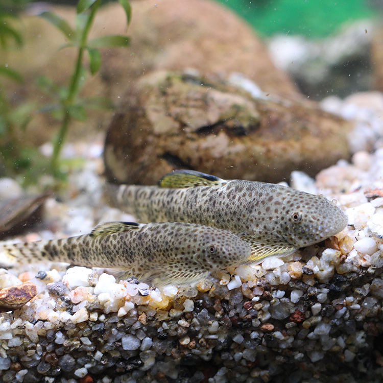 观赏鱼冷水清道夫吸鳅爬岩冷水鱼鳑鲏常年不加加温鱼