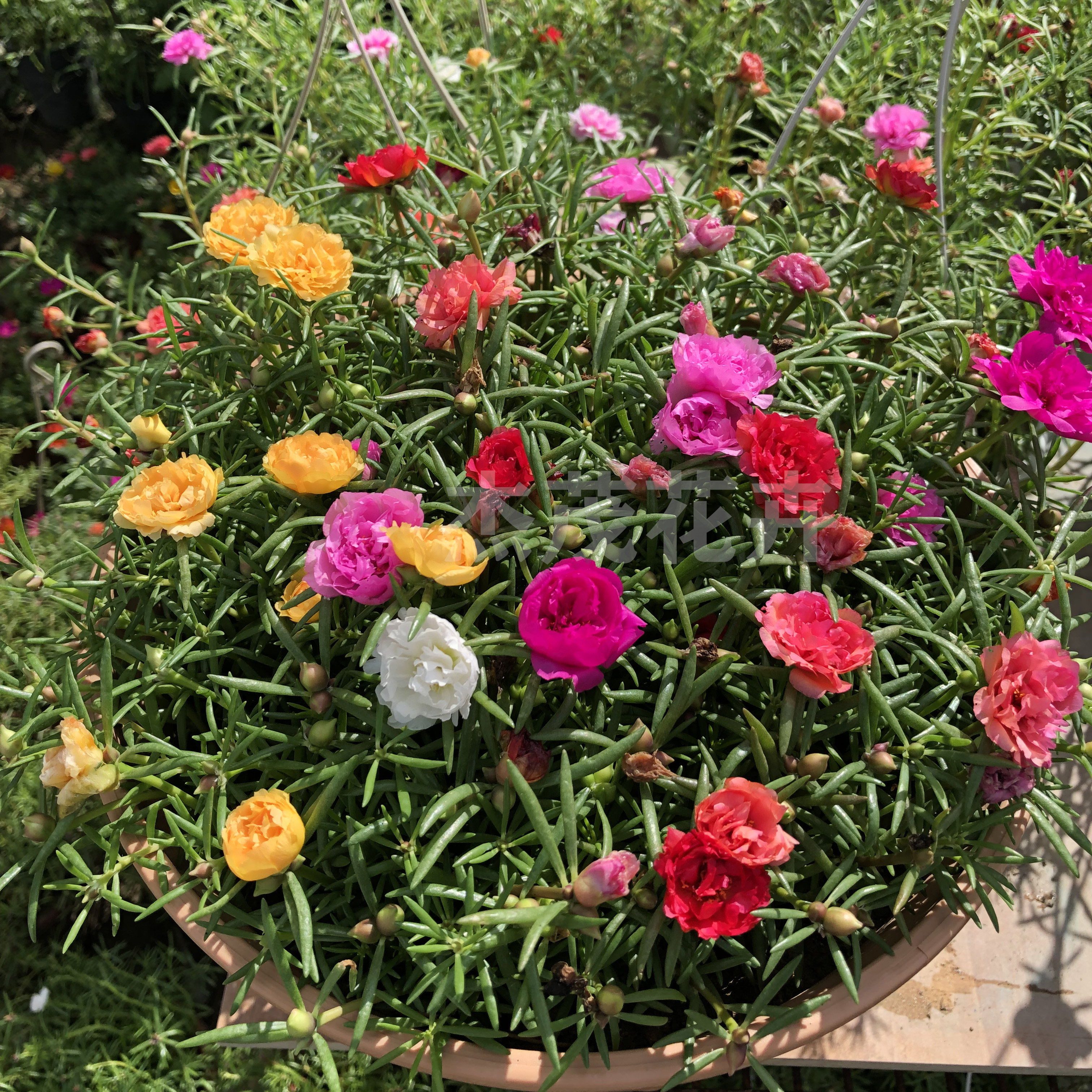 盆栽七色重瓣太阳花绿植花卉夏秋季开花不断包邮时令草本花卉