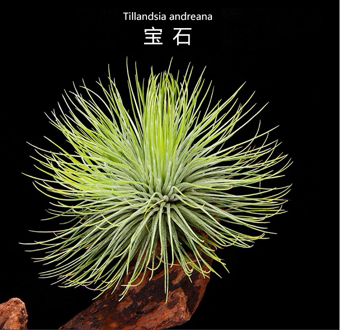 空气凤梨宝石tillandsiaandreana针叶植物办公办公室室内观多肉植物