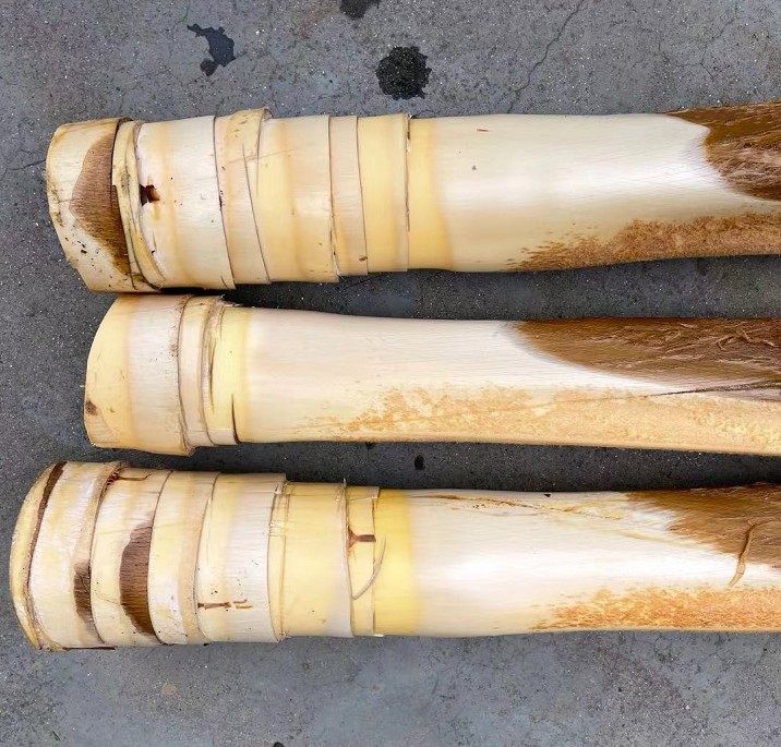 树心棕榈新鲜棕树芯棕树头棕榈树食材现砍1个其它