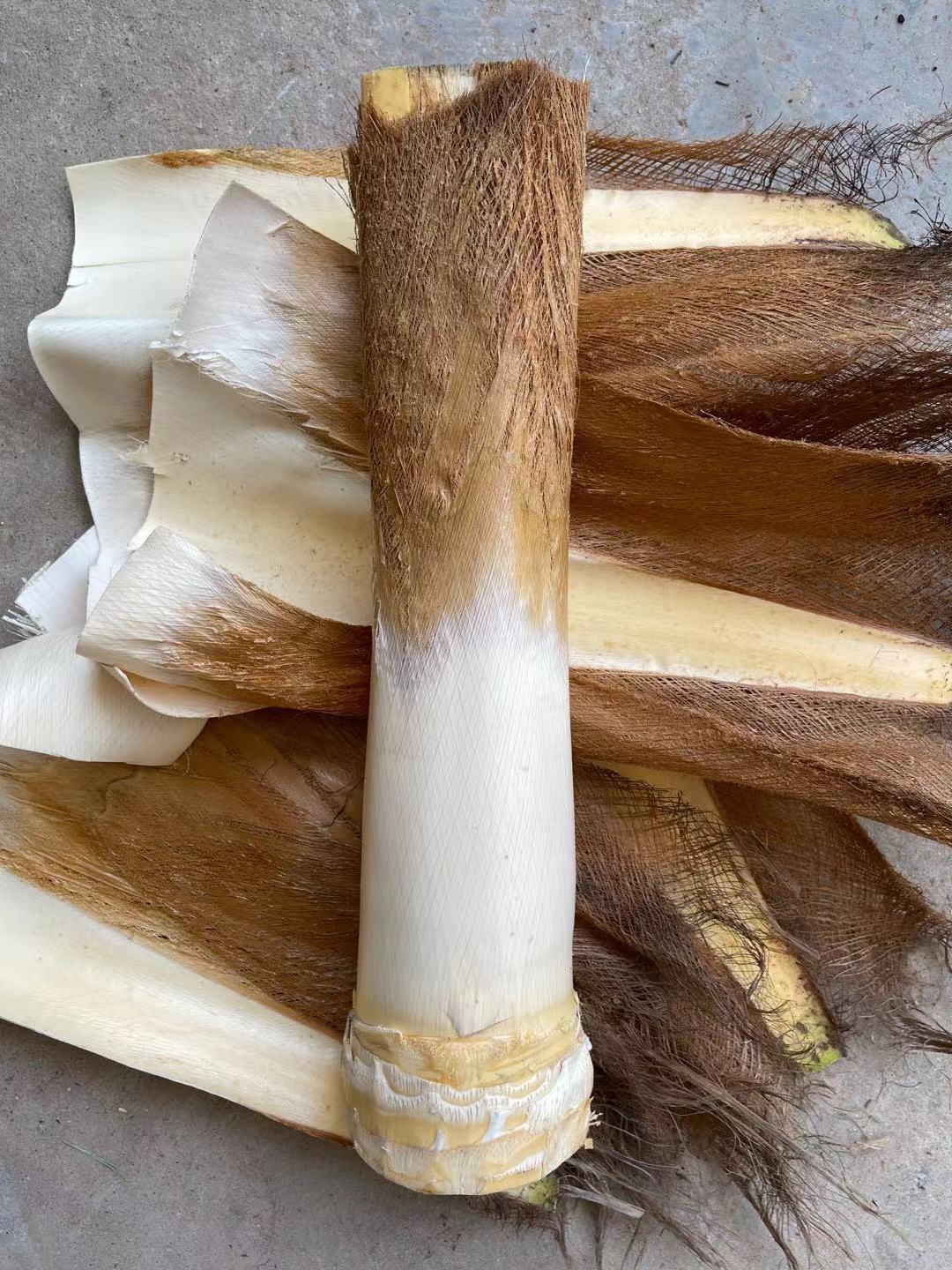 树心棕榈新鲜棕树芯棕树头棕榈树食材现砍1个其它