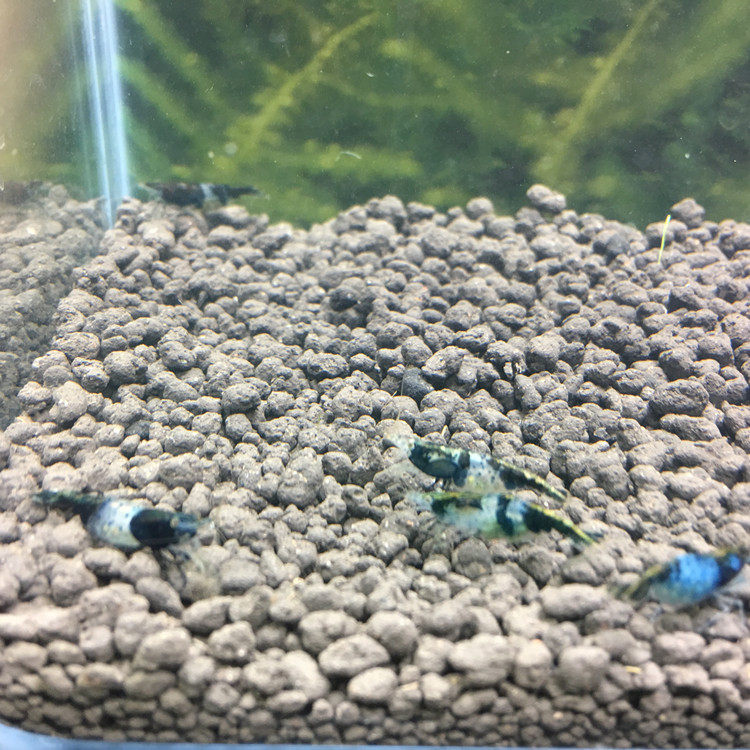 黑蓝琉璃虾 熊猫琉璃虾 观赏虾活体 宠物虾 自家培育 特价