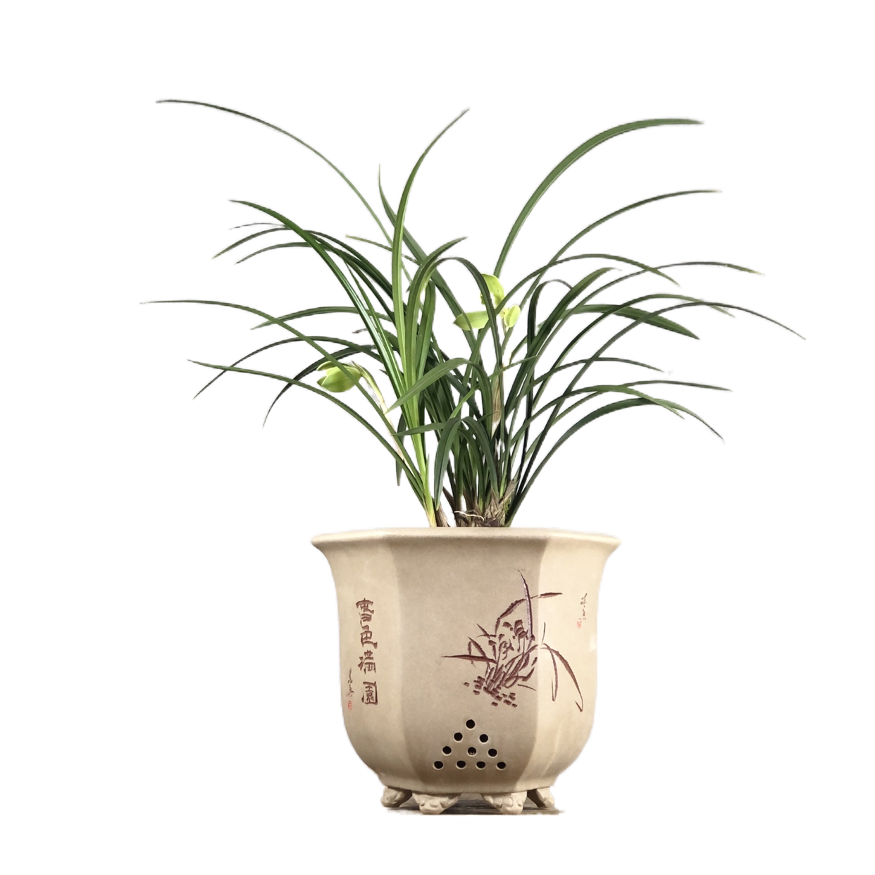 冶志兰花宋梅阿里山团圆文房清供家居室内喜阴创意迷你植物