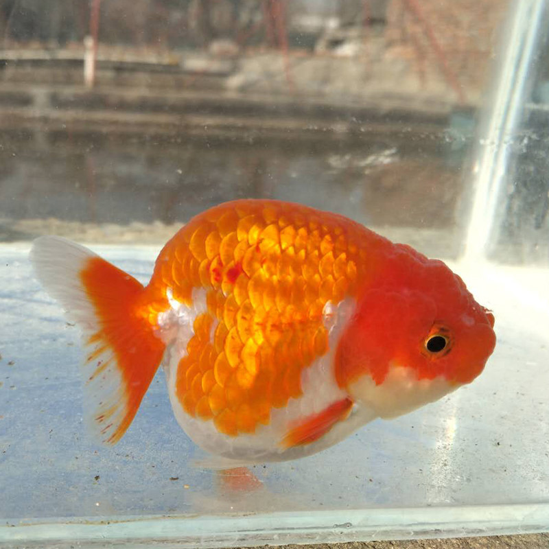 金鱼活体观赏鱼精品黄冠珍珠红白珍珠碟尾鹤顶红珍珠皇冠珍珠