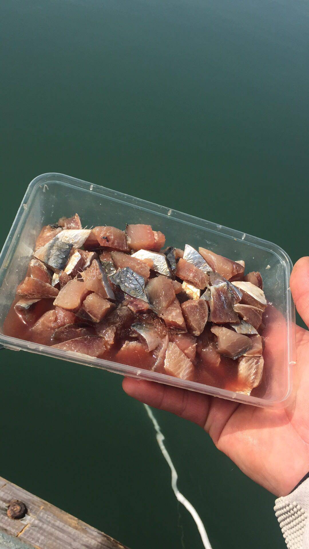 鱼饵钓饵鱼肥海钓海秘制沙丁鱼科鲷类活饵