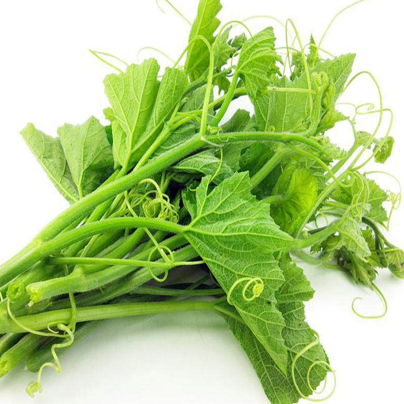 四季南瓜种籽庭院阳台爬藤茎香嫩叶高产杂交家庭园艺种子