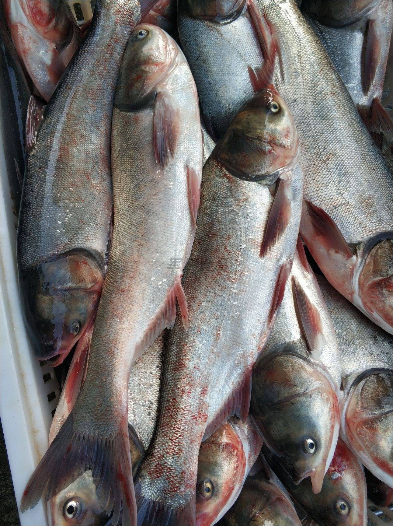 胖头鱼新鲜白鲢鱼 鱼头 鲢鱼鲢子鱼河鱼塘鱼约2斤按实重多退少补 - 军