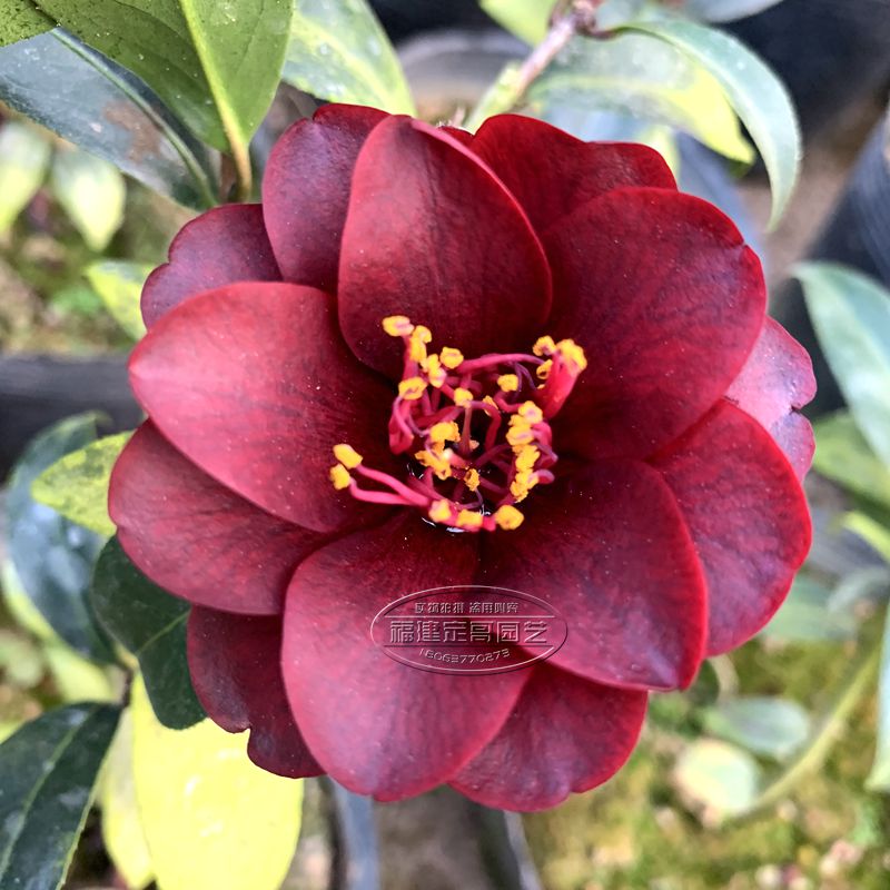 黑骑士茶花盆栽室内花卉深红色四季绿植阳台庭院时令草本花卉