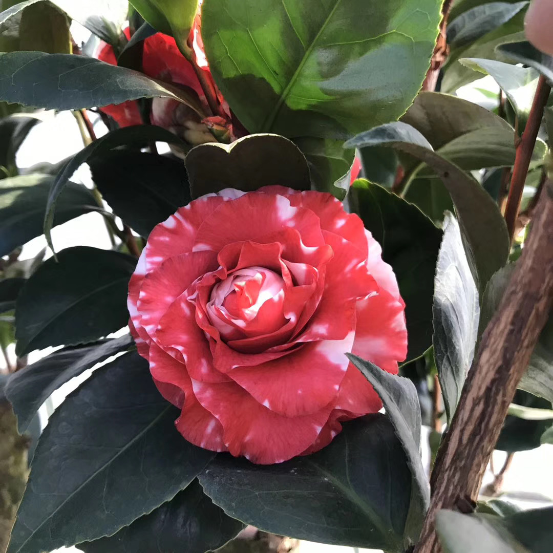 吉普赛女郎茶花盆栽嫁接复色室内外名贵四季绿植时令草本花卉