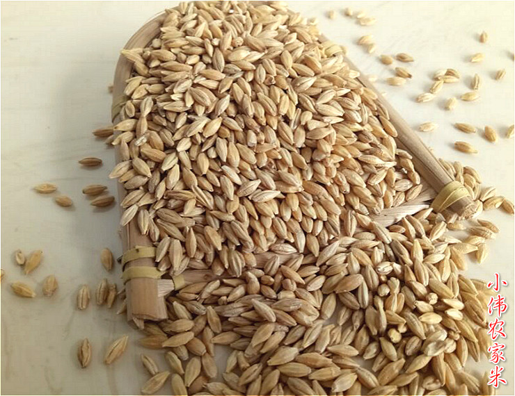 大麦东北北大麦粒带壳麦茶原料发芽麦草麦芽糖其它粮食