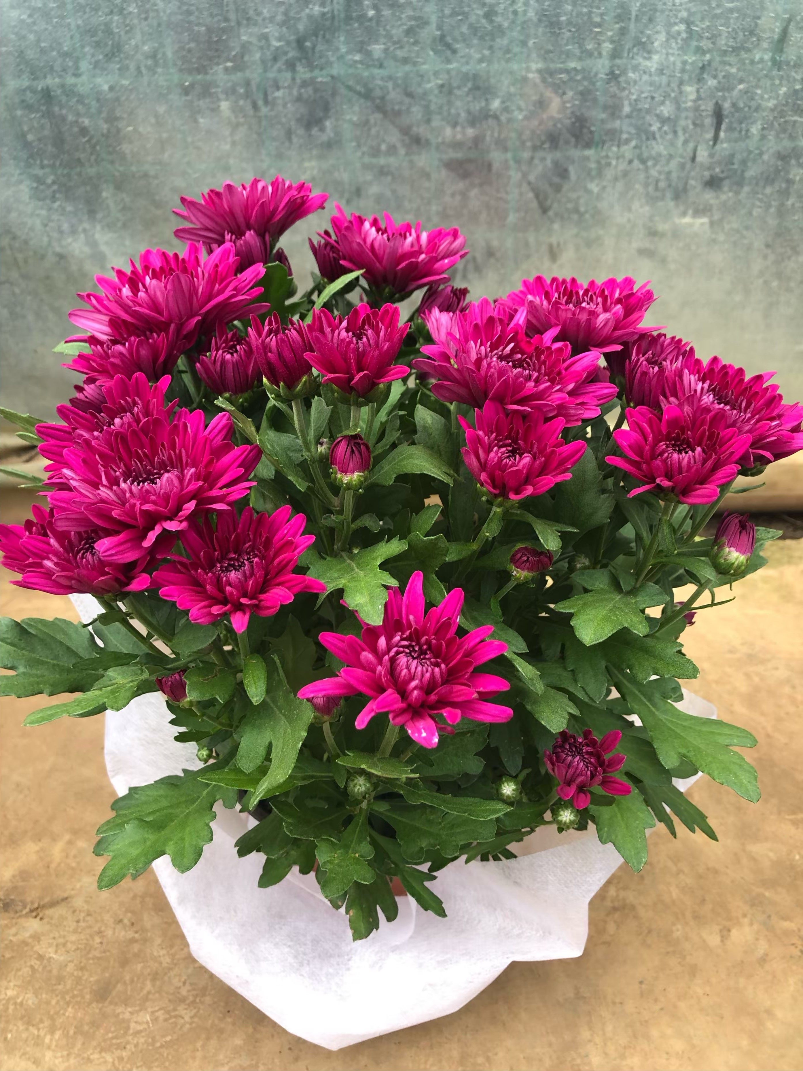 植物菊花盆栽带花进口荷兰四季开花阳台庭院时令草本花卉