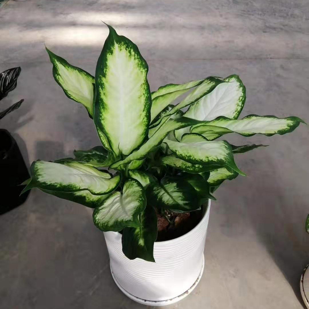 花叶万年青玛丽安盆栽绿植净化空气小森森林花卉同城绿植