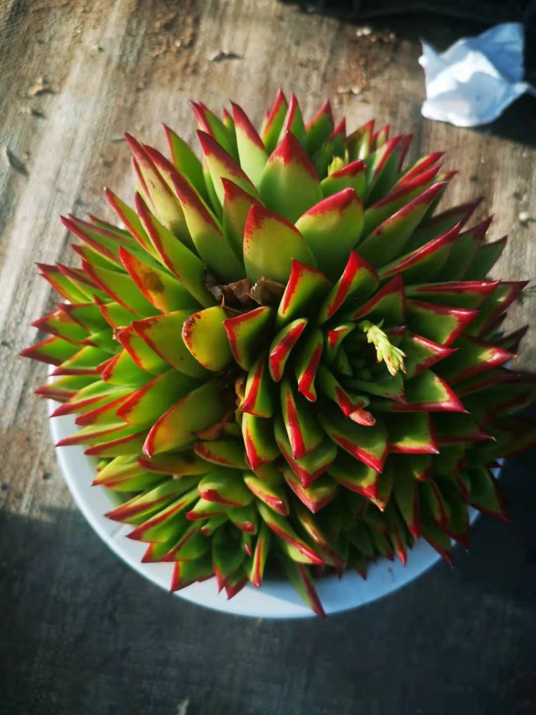 植物多肉口红大群cm花卉盆栽绿植防辐射多肉植物