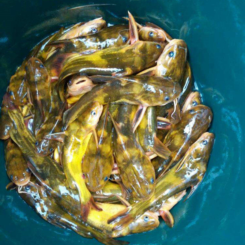 昂刺开口诱黄颡鱼钓鱼小药黄骨嘎鱼饵饵料噶牙活饵