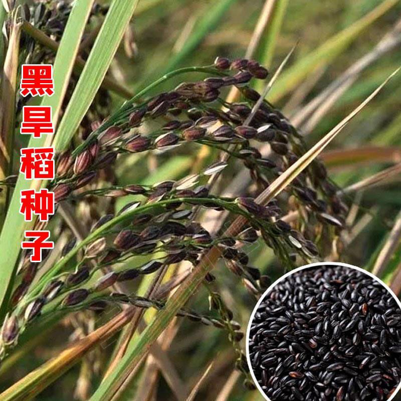 糯米稻谷水稻稻种谷米黑米高产谷种种籽正宗家庭园艺种子