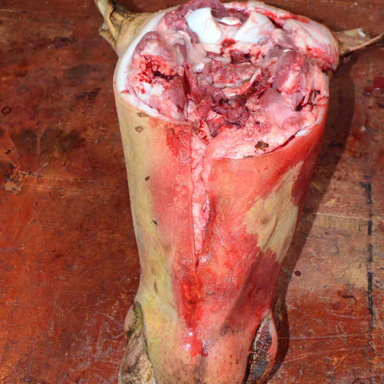 贵州带皮新鲜生牛头牛脸肉当天宰杀半整头带牛杂