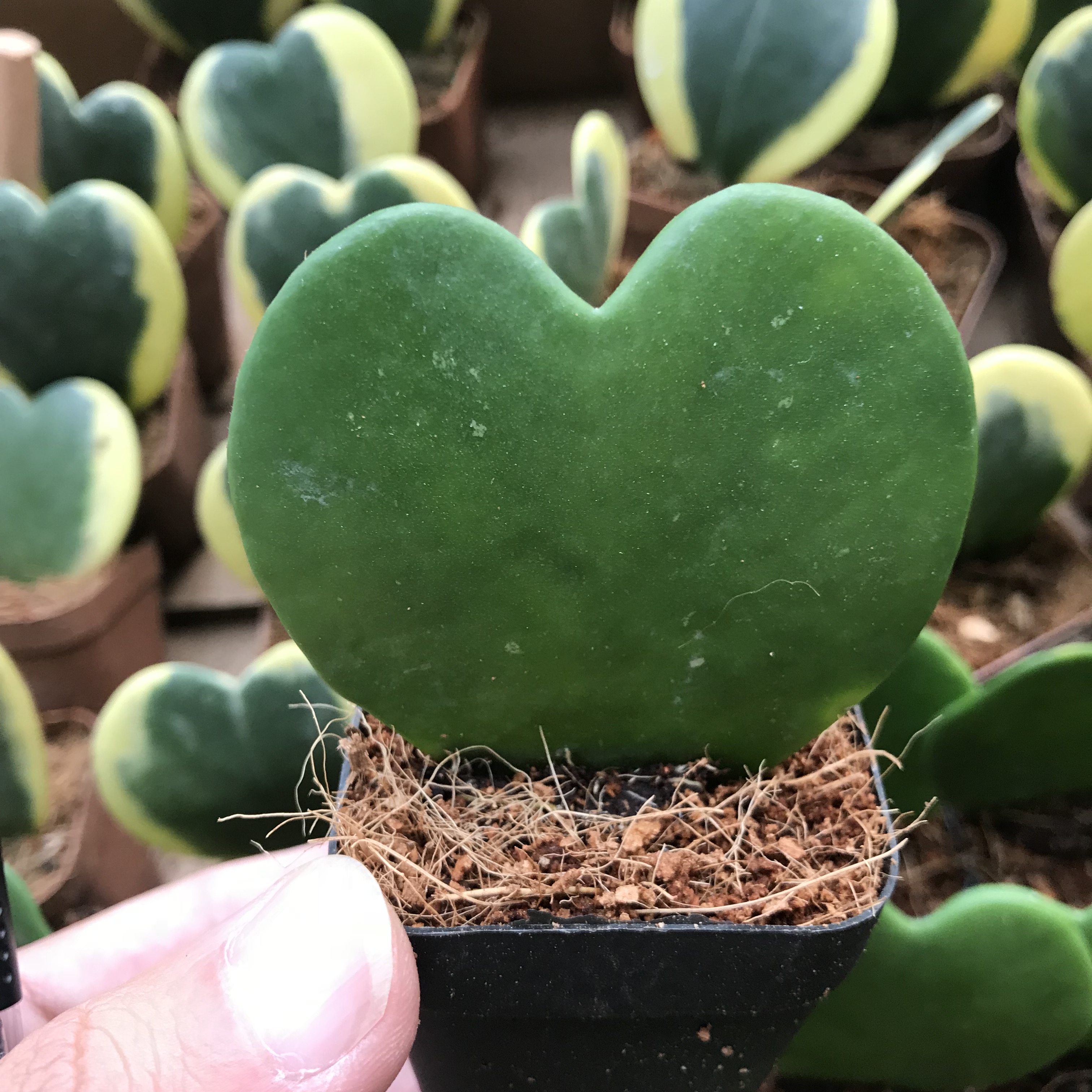 盆栽一片心形室内爬藤藤蔓植物绿植花卉兰锦多肉植物