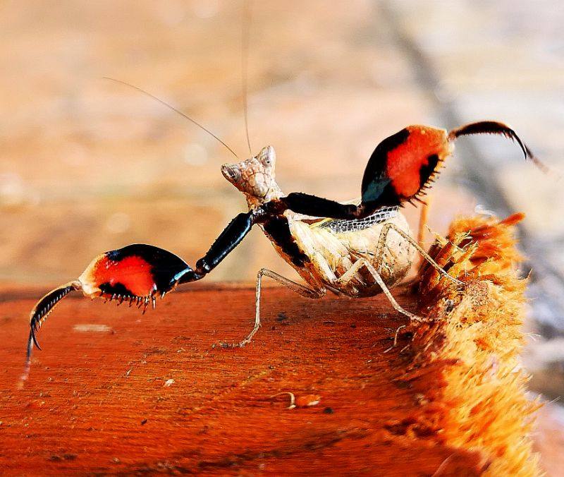 森林野人 巨腿螳螂 纳巨腿螳 版 另类宠物 活体螳螂 摄影昆虫 - 爱购