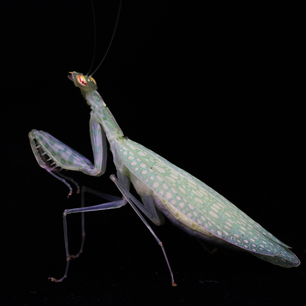 黎明螳螂森林野人活体另类宠物摄影昆虫特色爬宠