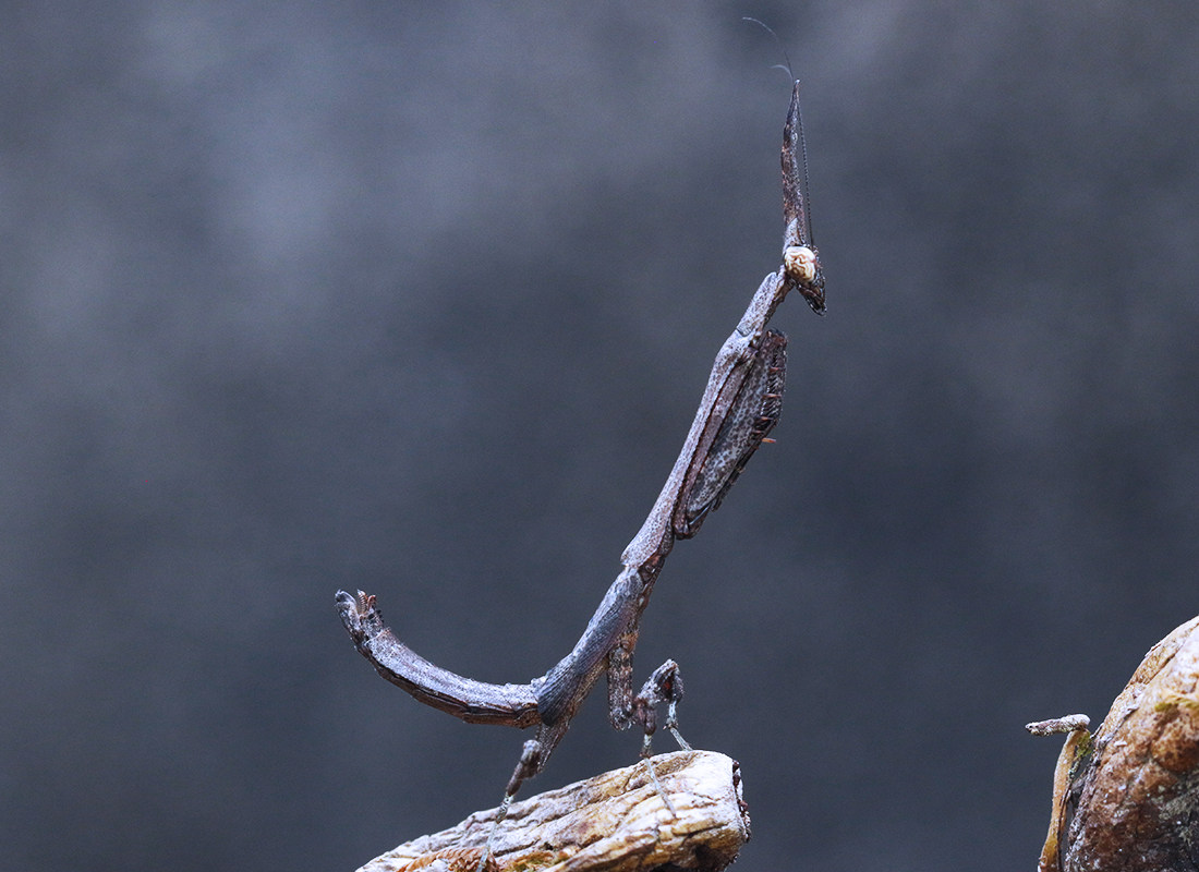 森林野人 短屏顶螳 螳螂活体 摄影昆虫 另类宠物活体