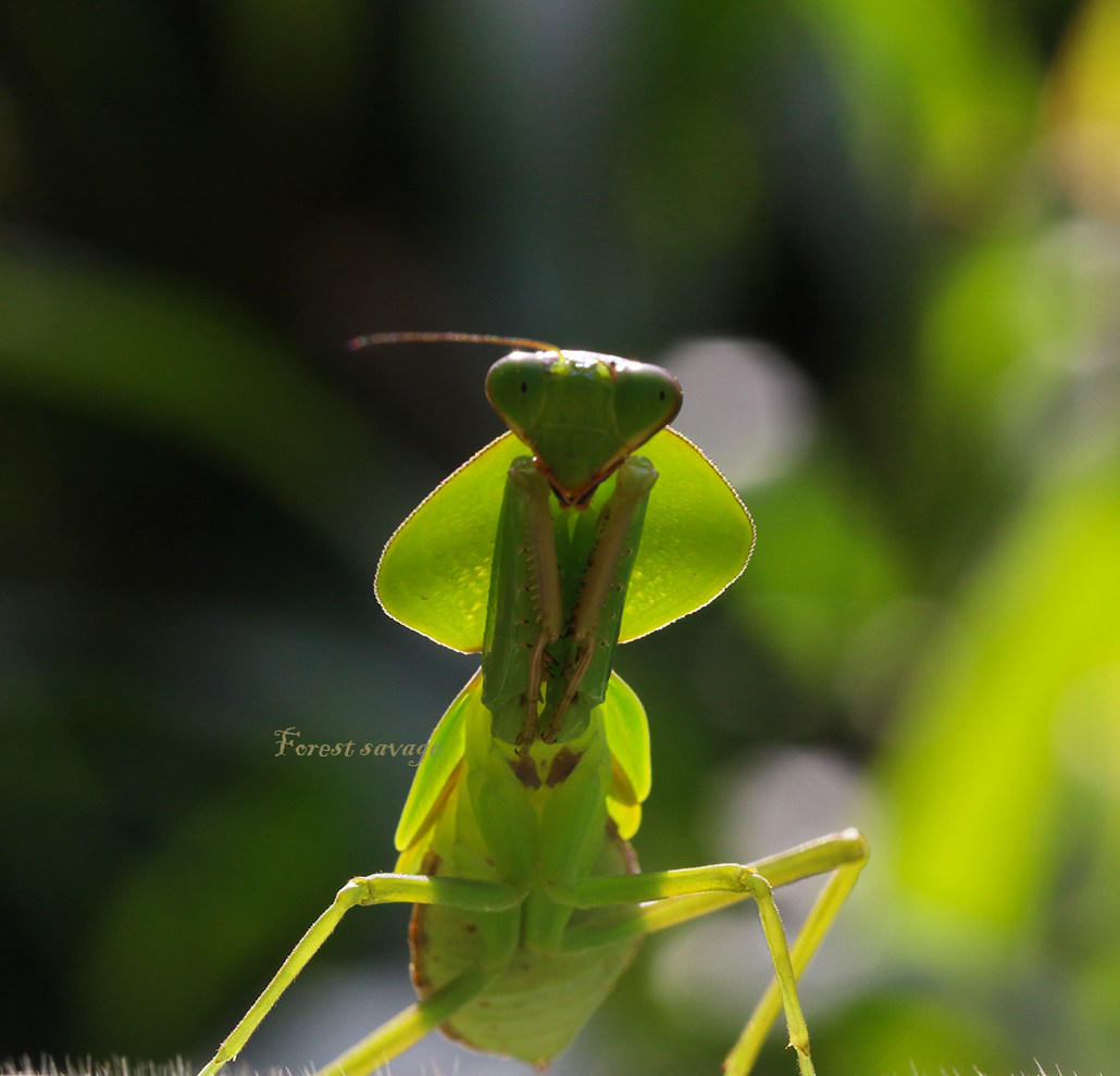 森林野人圆盾 宽菱背螳宠物昆虫 螳螂活体 野采次次末 - 爱购网