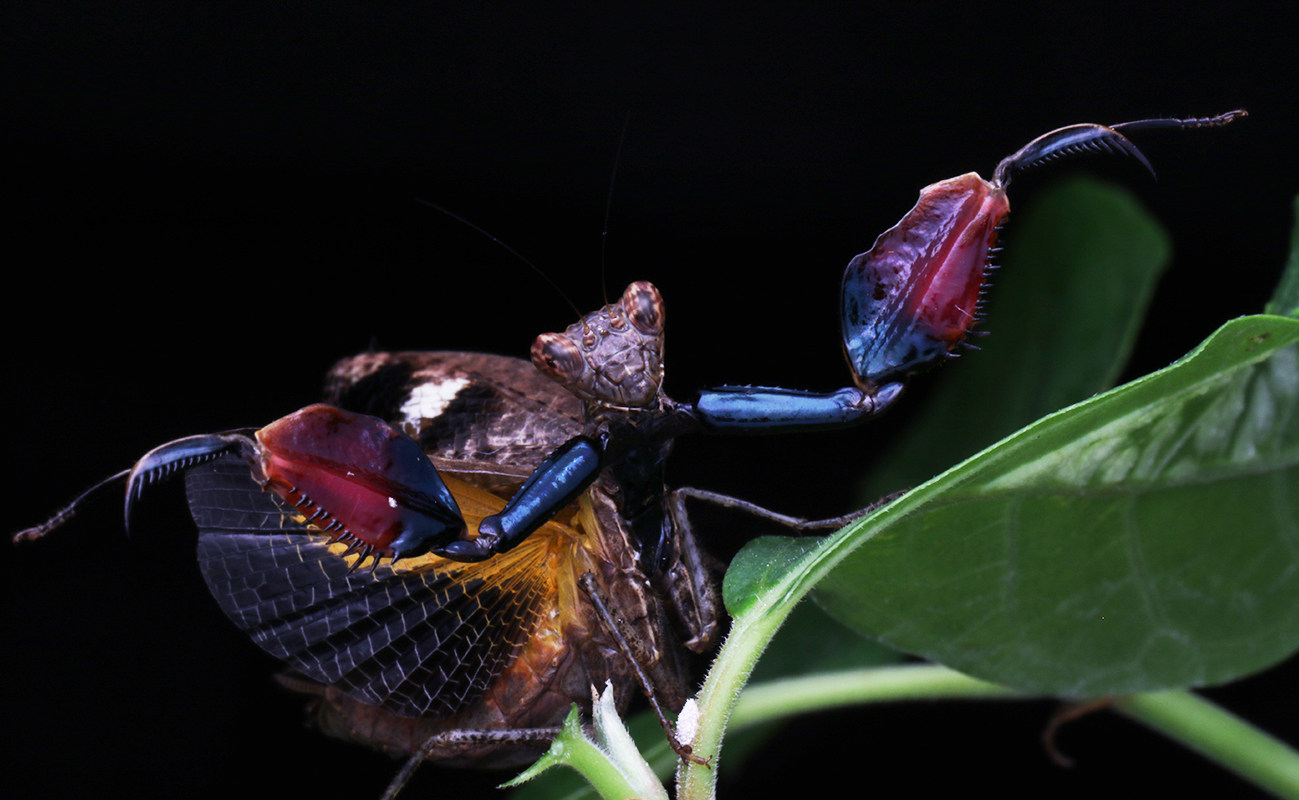 森林野人 巨腿螳螂 纳巨腿螳 版 另类宠物 活体螳螂 摄影昆虫 - 爱购
