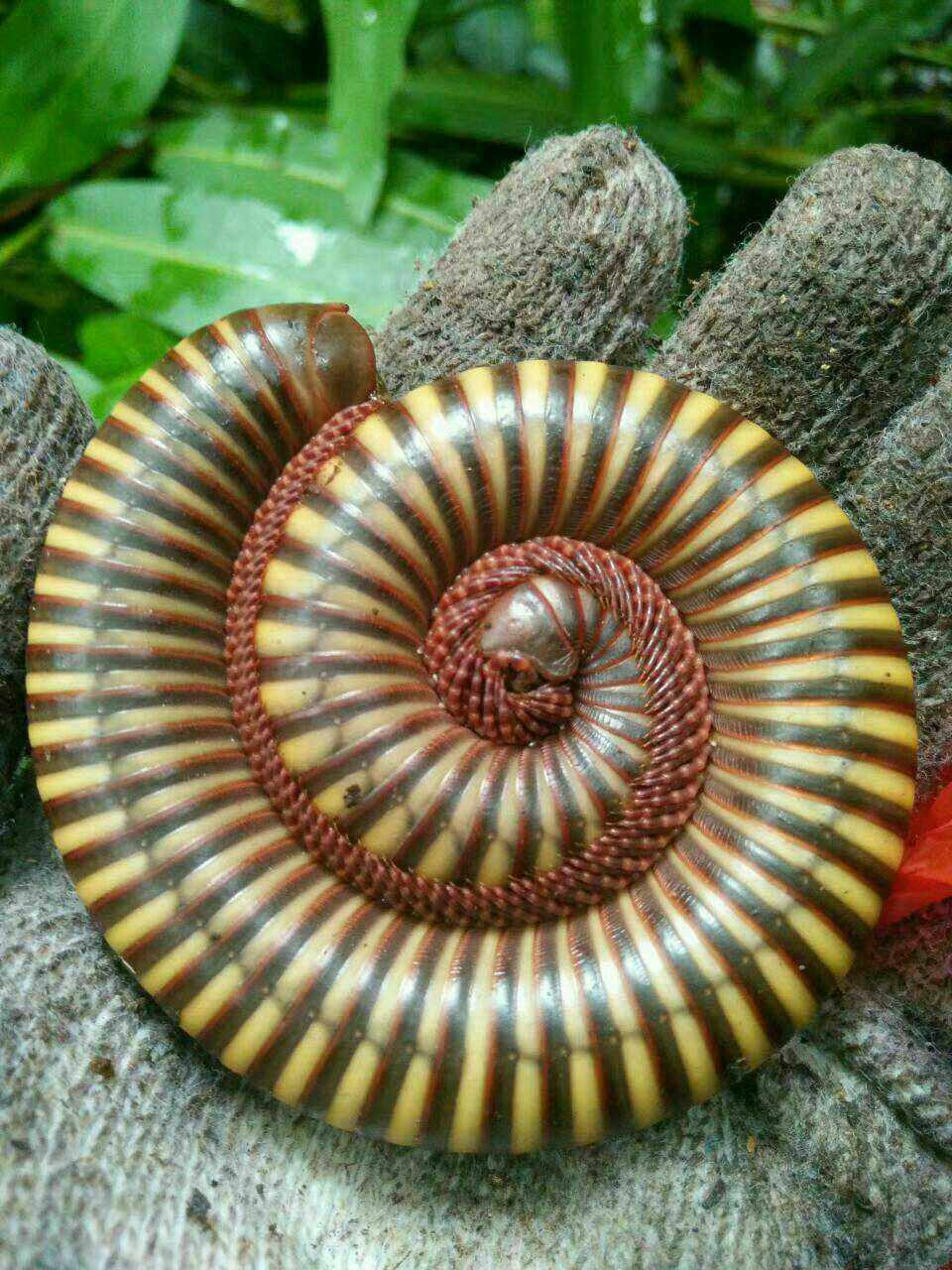 活体2017新品巧克力三色巨型马陆另类宠物爬虫特色爬宠