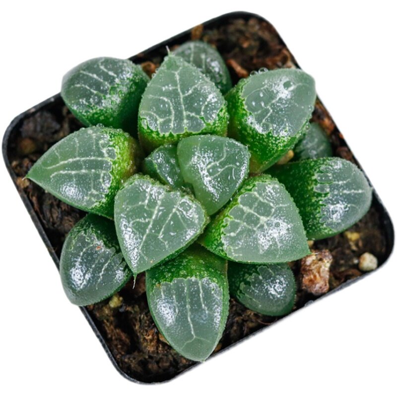 多肉组合植物生肖玉露套餐花盆绿植盆栽含盆多肉植物