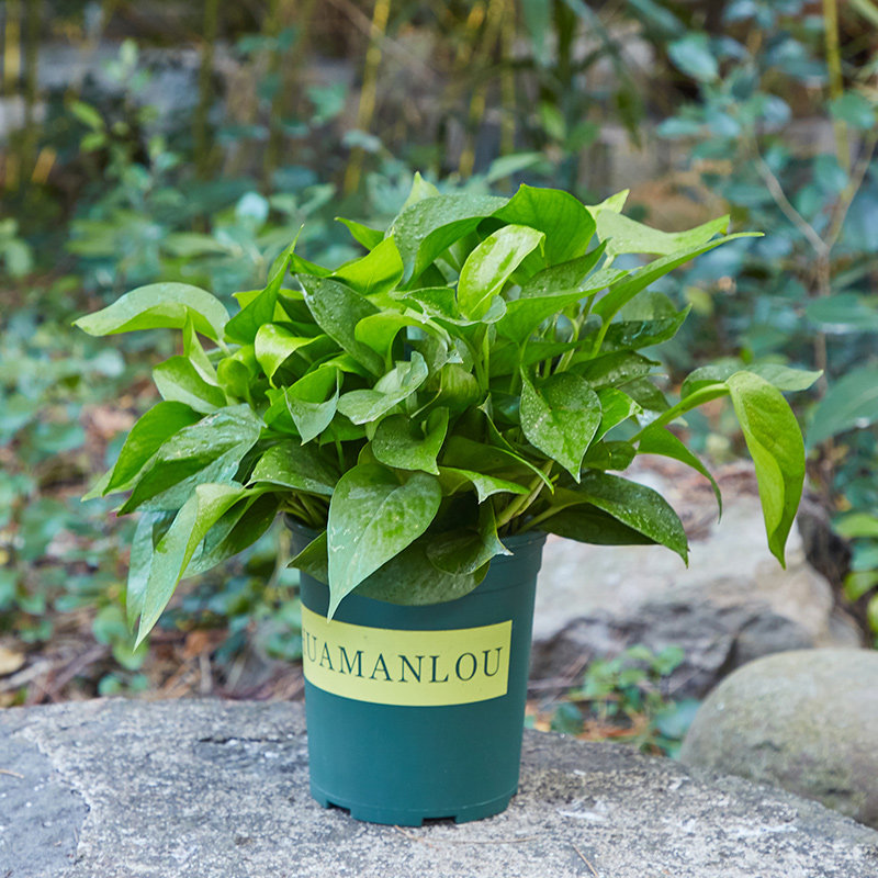 直播专拍食用柠檬薄荷盆栽绿萝绿萝绿植净化空气吸甲醛驱蚊草