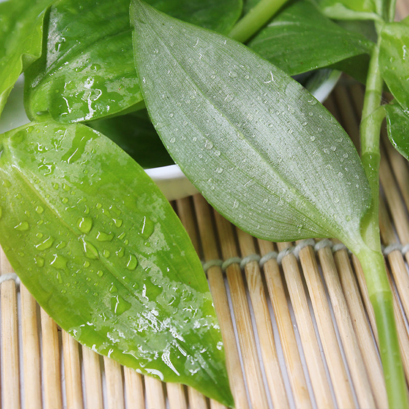 蔬菜石斛新鲜煲汤清炒时令250g其它