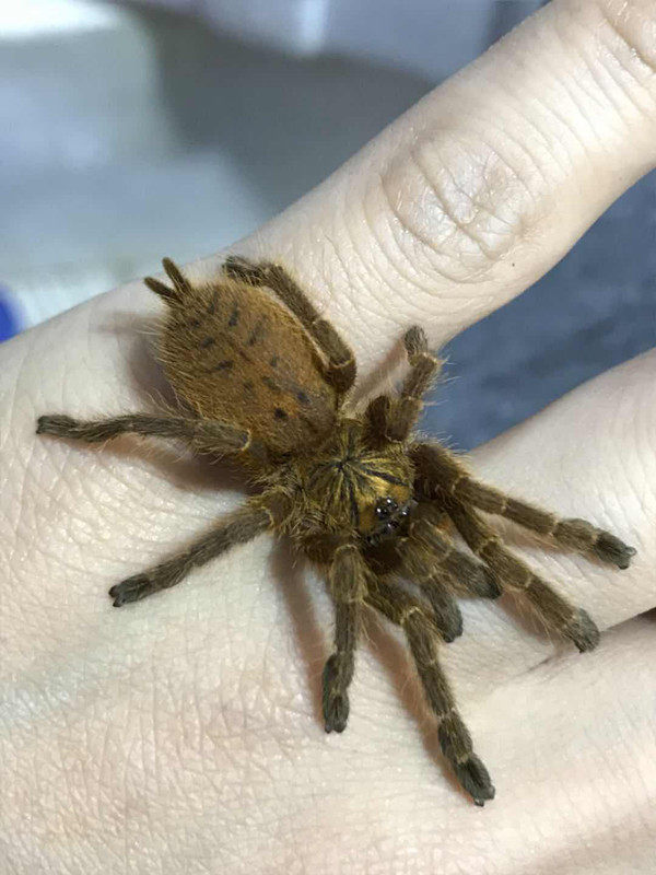 非洲巴布112厘米c8蜘蛛好养织网宠物玩具生长速度快蜘蛛