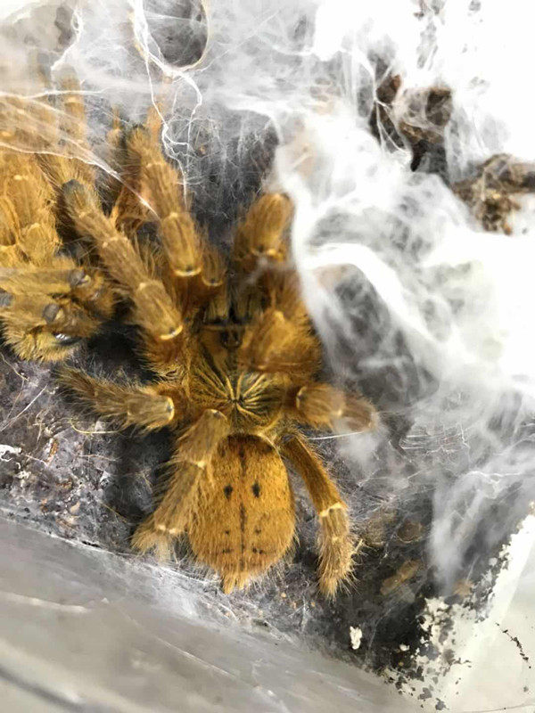 非洲巴布112厘米c8蜘蛛好养织网宠物玩具生长速度快蜘蛛