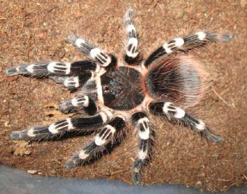 巴西黑白脚 2~10cm蜘蛛玩具 cb饲养 宠物蜘蛛 网红新手温驯 超大