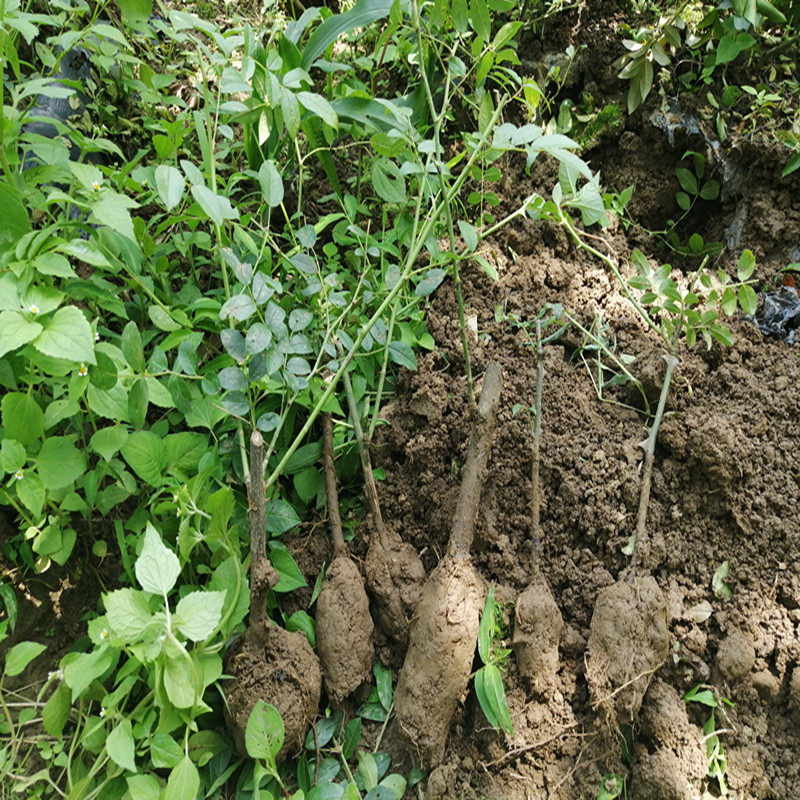 贵州无籽刺梨苗 金刺梨苗绿篱花卉现挖包邮 正品保证欢迎实地参观