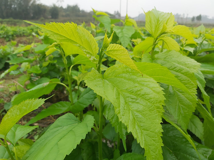 新鲜桑叶喂蚕现摘桑树叶蚕宝宝嫩叶农家自种蚕叶桑葚叶子25龄蚕