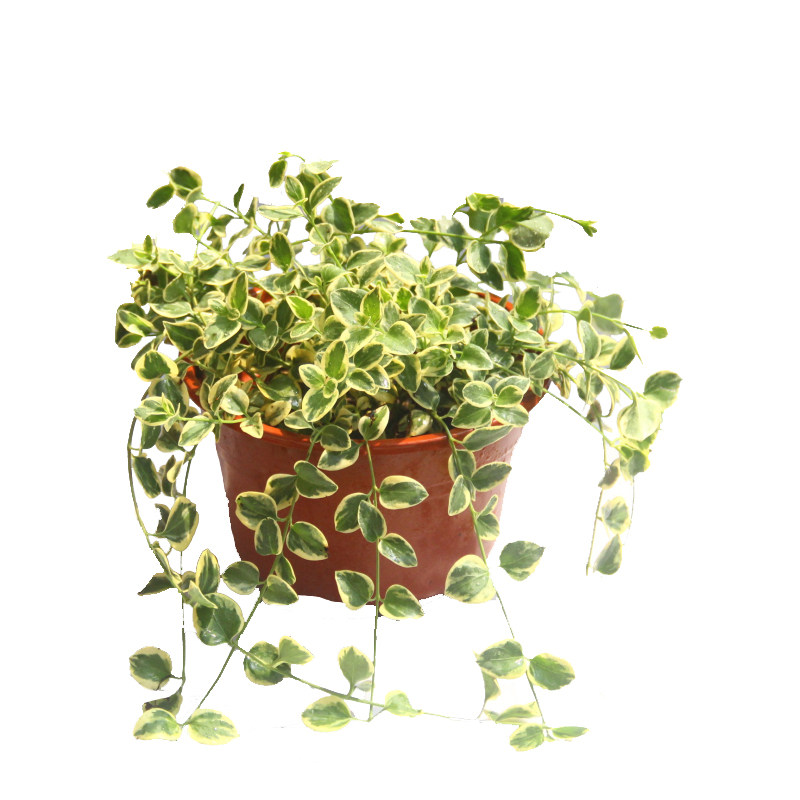 垂吊植物 花叶蔓盆栽 金边长青藤 常春藤吊兰 四季长绿防辐射花苗