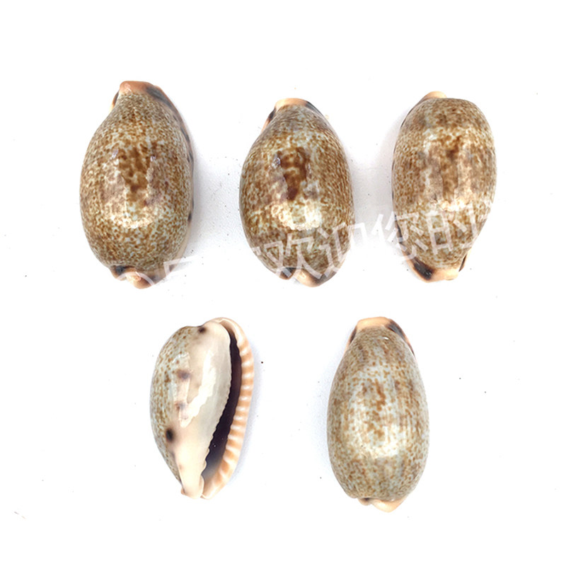 天然星云宝螺3cm质轻光滑圆形小贝壳海螺diy海螺