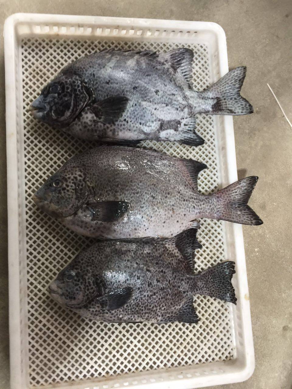 浙江东海野生新鲜条石矶钓石鲷鱼500g斑鱼