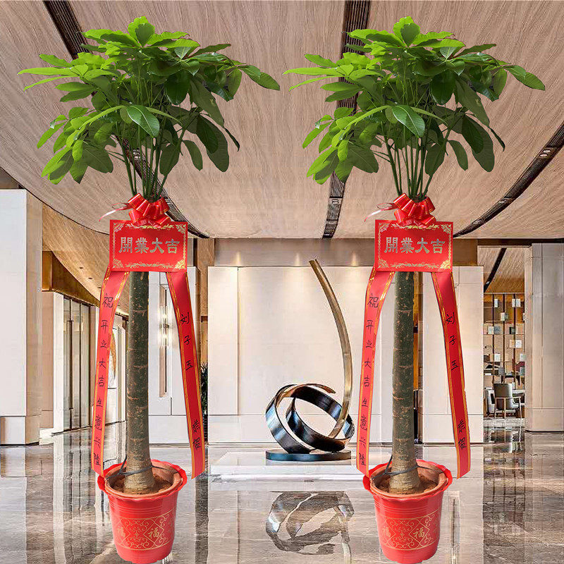 大型绿植盆栽开业送礼辫子发财树摇钱树绿萝散尾大型绿植